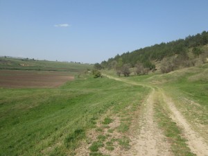 Исчезающая в поле грунтовка