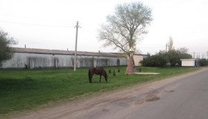 Конь пасущийся у памятника в селе Глиное